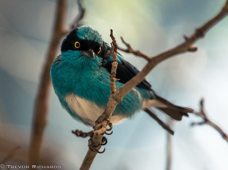 trevorrichardsphotobirdsong2