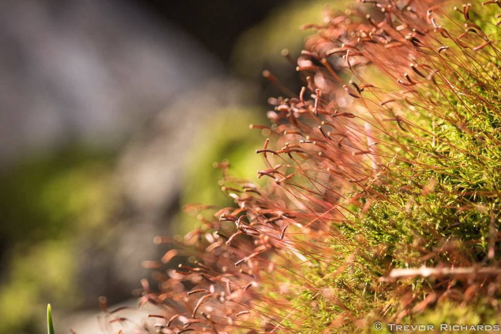 Photo by Trevor Richards