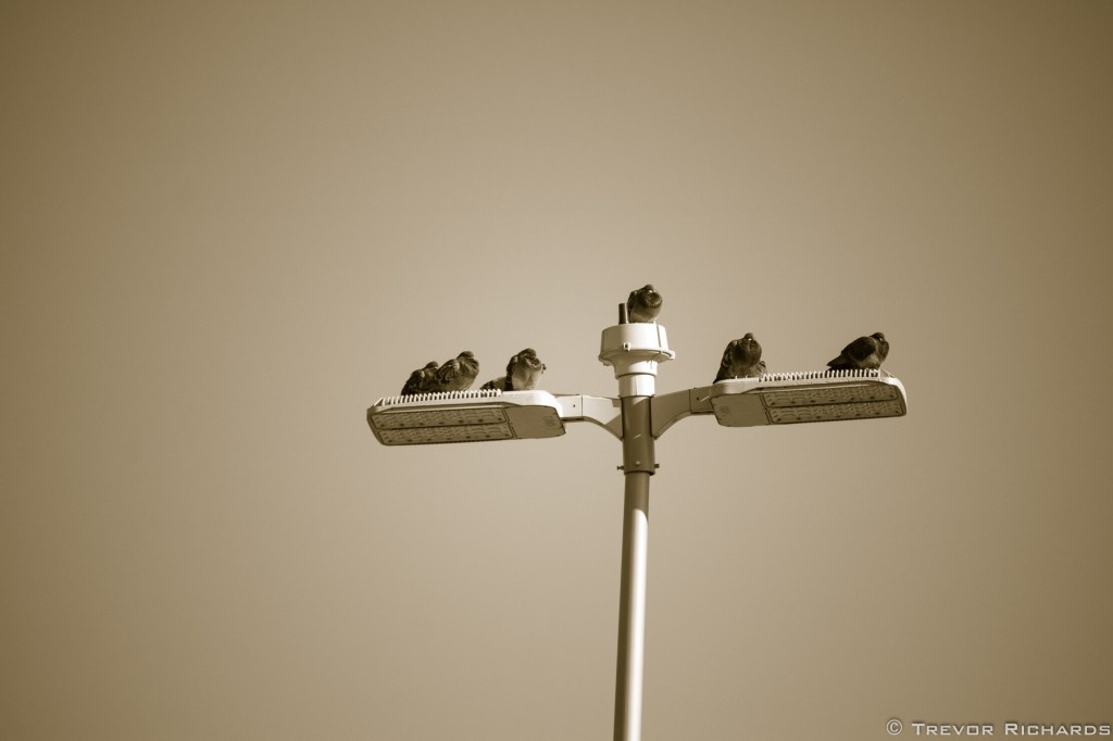 Top of a tall light post with several doves on it.